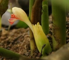 Zingiber nimmonii