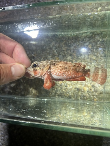 Mushroom scorpionfish (Scorpaena inermis) — Scorpaenidae — 5