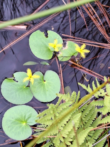 Nymphoides thunbergiana, photograph 3