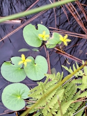 Nymphoides thunbergiana, photograph (c) Adele SL, some rights reserved (CC BY)