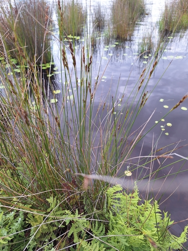 Nymphoides thunbergiana, photograph 4