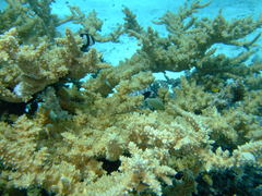 Acropora