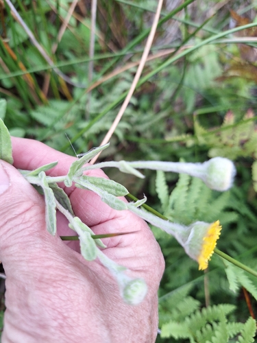Fleabane (Pulicaria scabra)
