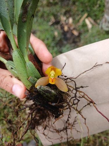 Rufous Tiger Orchid (Maxillaria acutifolia)