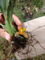 Maxillaria acutifolia