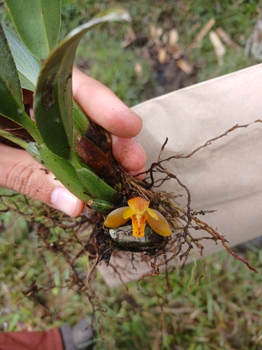 Maxillaria acutifolia, photograph 2