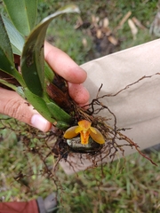 Maxillaria acutifolia, photograph (c) Samuel Peláez Vélez, some rights reserved (CC BY)