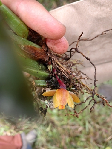 Maxillaria acutifolia, photograph 3