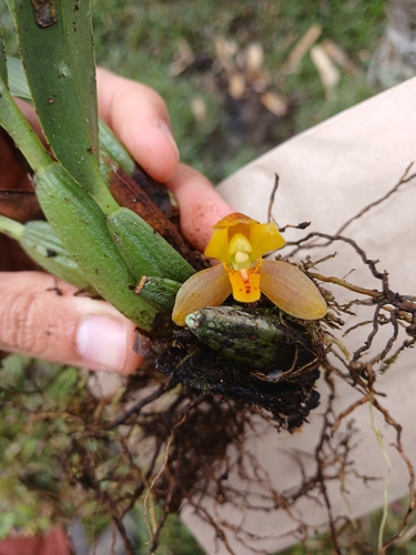 Maxillaria acutifolia, photograph 4