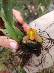 Maxillaria acutifolia, photograph (c) Samuel Peláez Vélez, some rights reserved (CC BY)