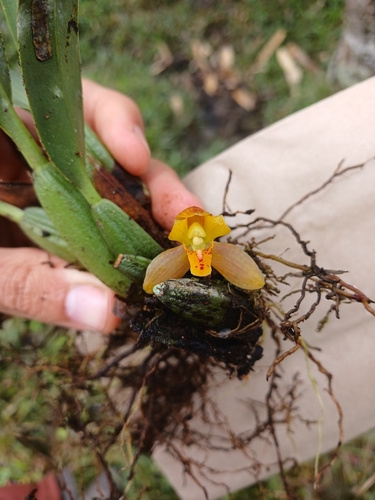 Maxillaria acutifolia, photograph 5