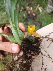 Maxillaria acutifolia, photograph (c) Samuel Peláez Vélez, some rights reserved (CC BY)