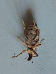 Asproparthenis punctiventris