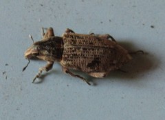Asproparthenis punctiventris