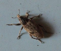 Asproparthenis punctiventris