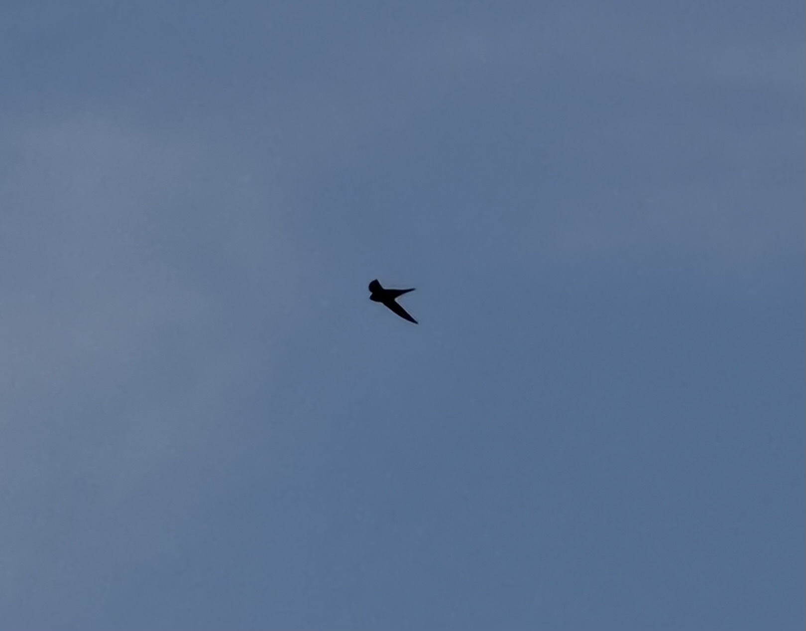 Apus apus (Linnaeus, 1758)