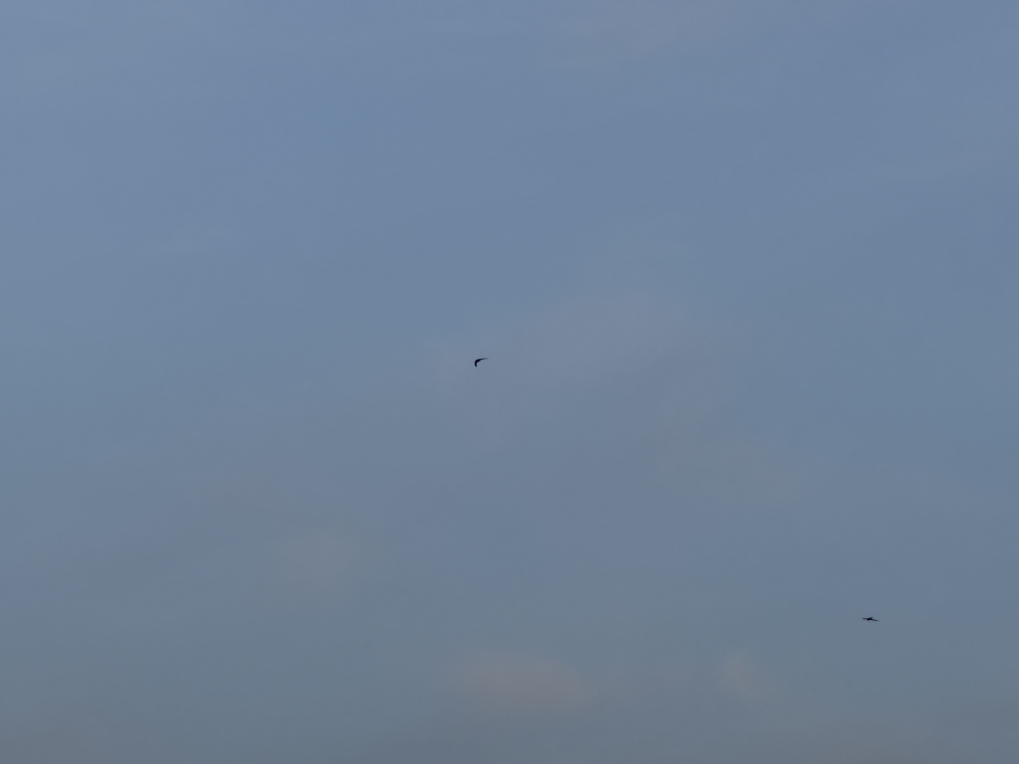 Apus apus (Linnaeus, 1758)