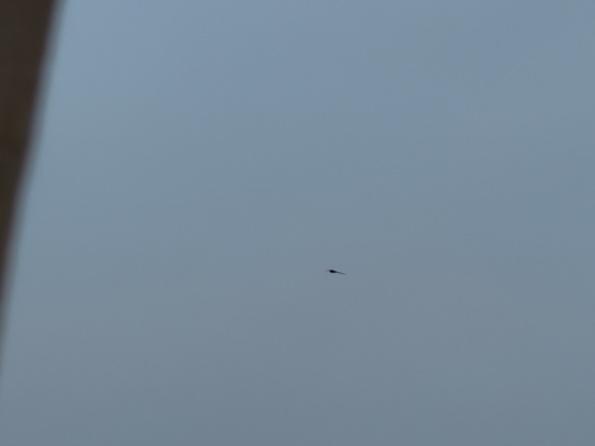 Apus apus (Linnaeus, 1758)