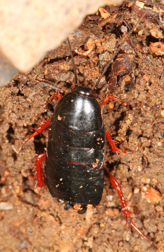 Dark Wood Cockroach photo 5