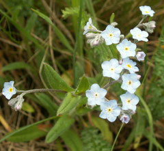 Myosotis popovii