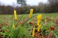 Narcissus cyclamineus