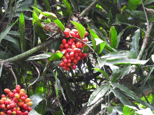 Suriname bramble palm (Desmoncus polyacanthos)