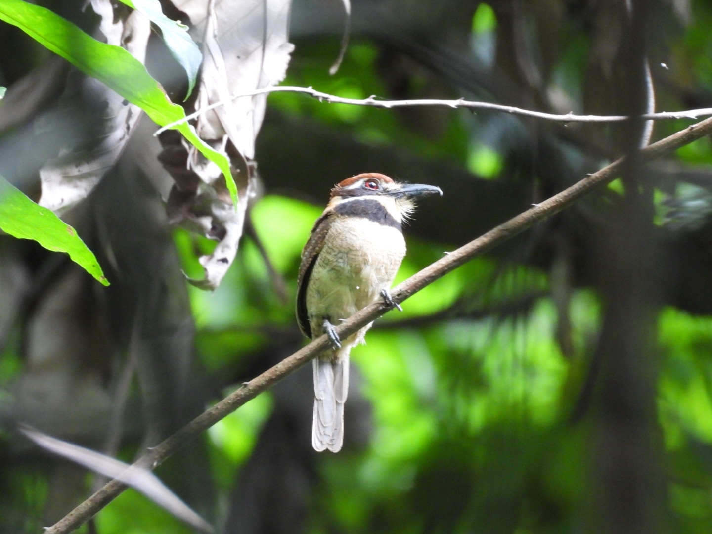 Chestnut-capped Puffbird (Bucco macrodactylus), photo 2