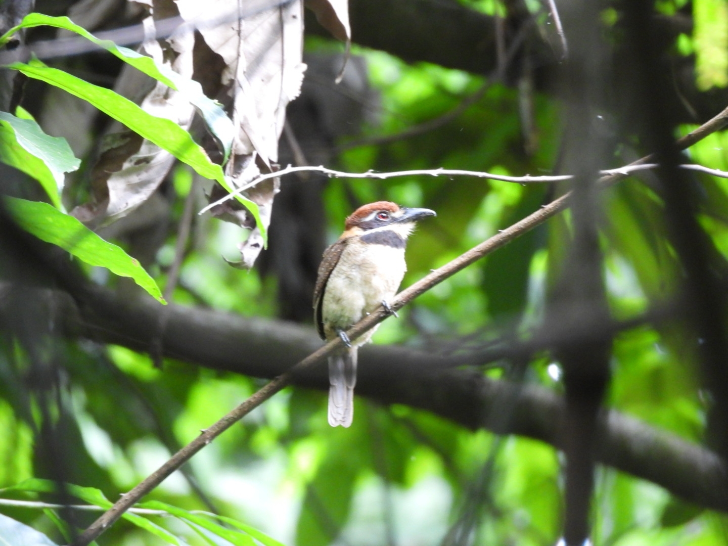 Chestnut-capped Puffbird (Bucco macrodactylus), photo 3