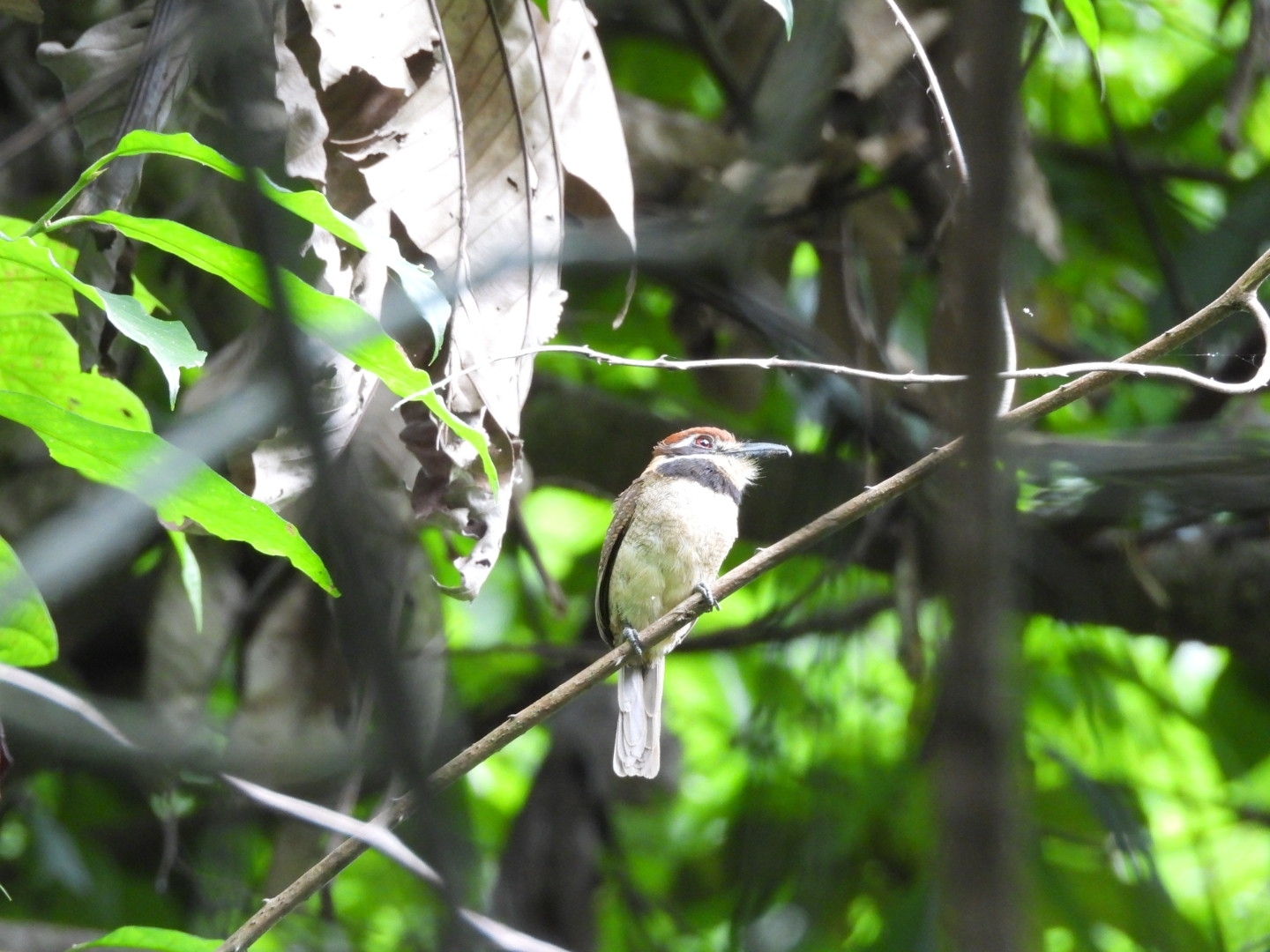 Chestnut-capped Puffbird (Bucco macrodactylus), photo 4