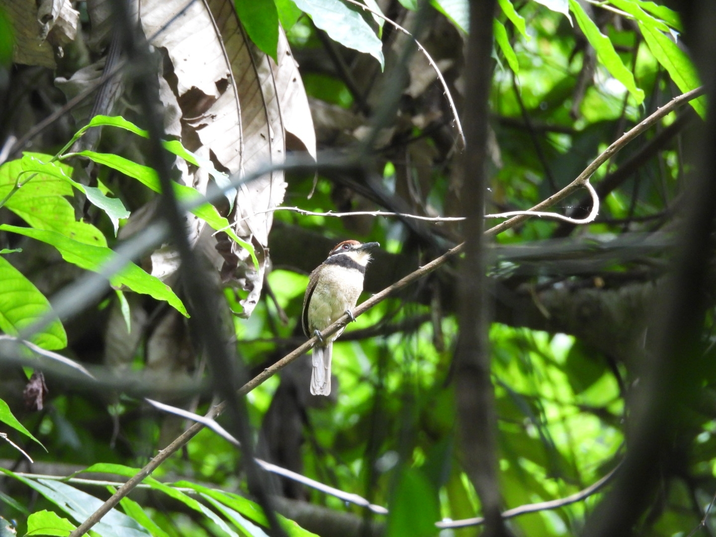 Chestnut-capped Puffbird (Bucco macrodactylus), photo 5