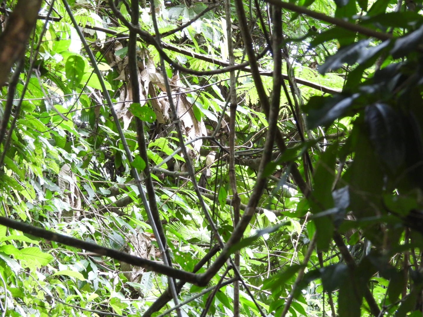 Chestnut-capped Puffbird (Bucco macrodactylus), photo 6