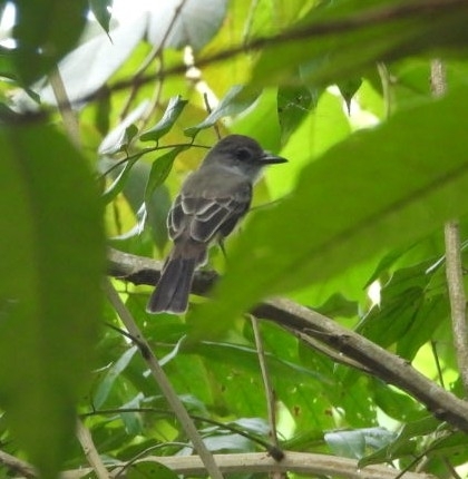 Short-crested Flycatcher (Myiarchus ferox), photo 2