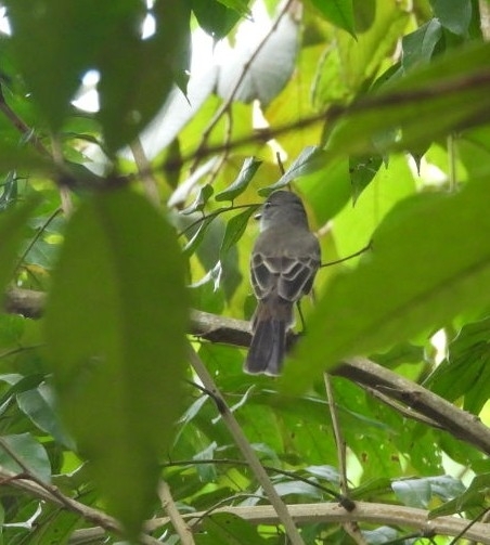 Short-crested Flycatcher (Myiarchus ferox), photo 3