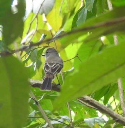 Short-crested Flycatcher (Myiarchus ferox), photo 4