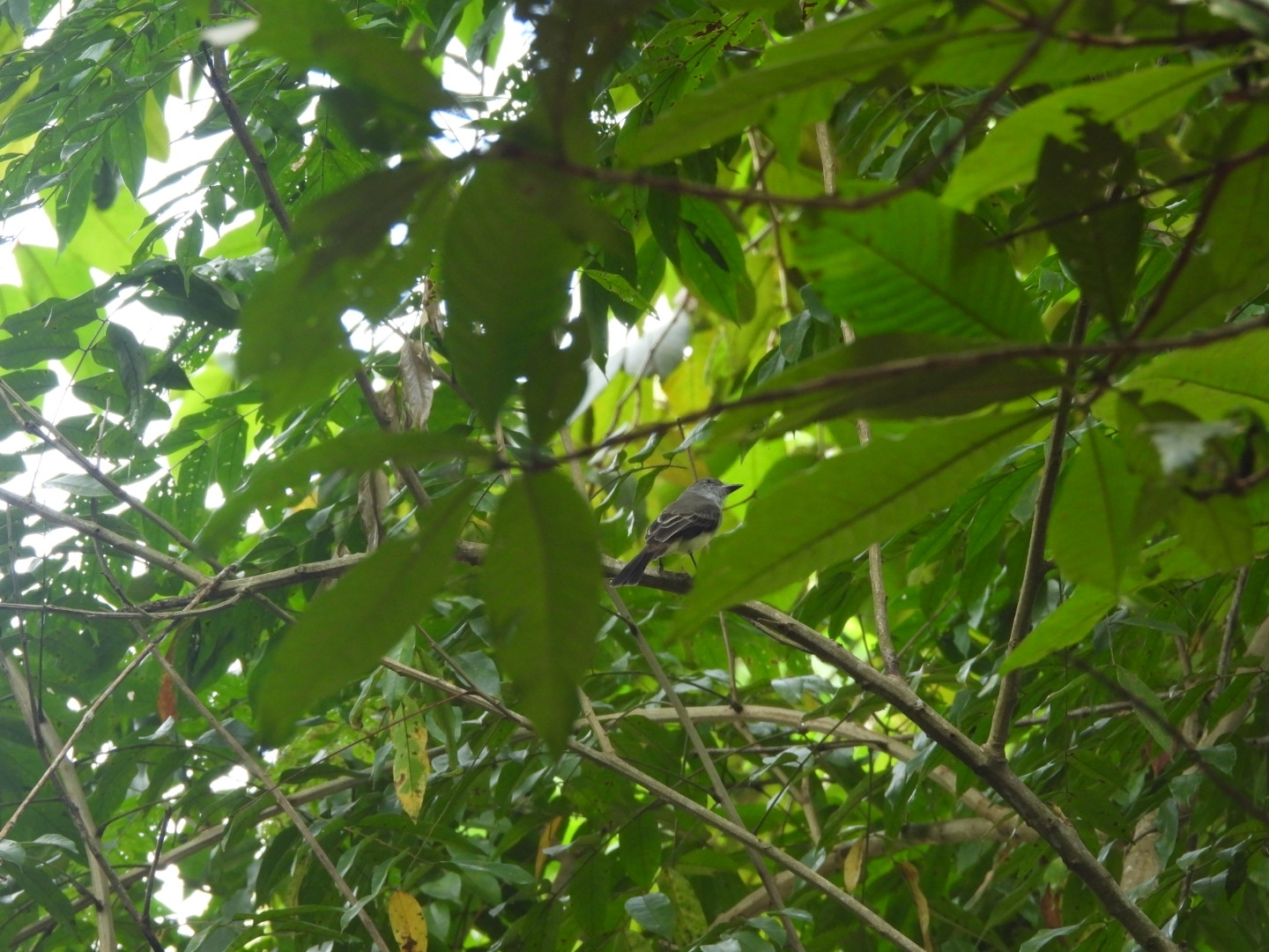 Short-crested Flycatcher (Myiarchus ferox), photo 5