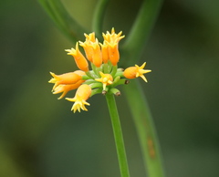 Gurania lobata