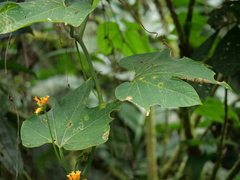 Gurania lobata
