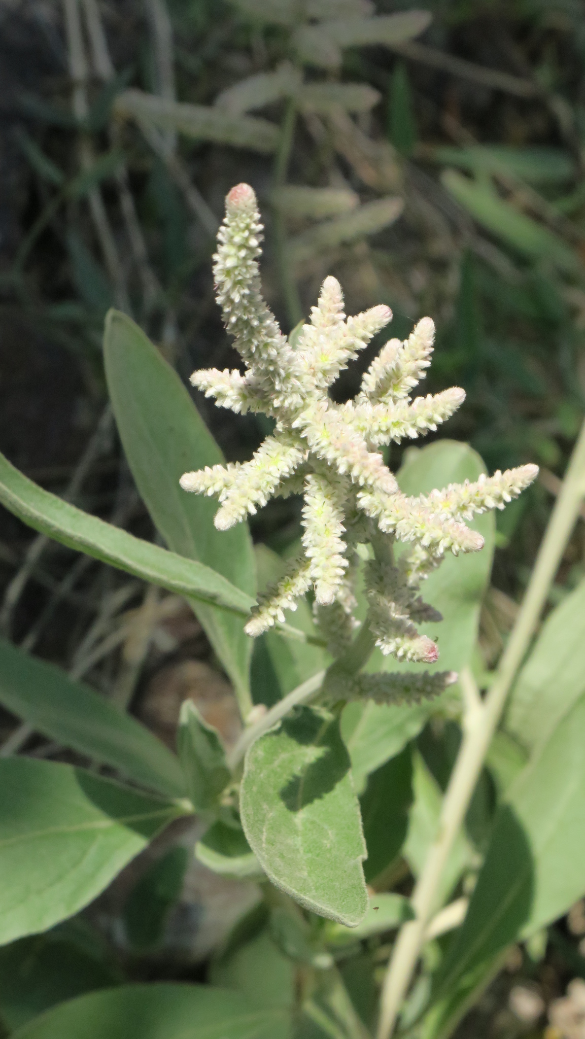 Aerva javanica