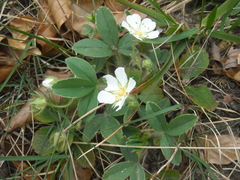 Potentilla montana