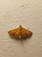 Orphanostigma abruptalis