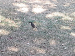 Acridotheres tristis