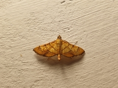 Orphanostigma abruptalis