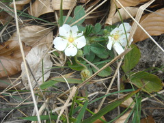 Potentilla montana