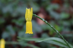 Narcissus cyclamineus