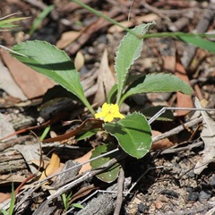 Goodenia hederacea