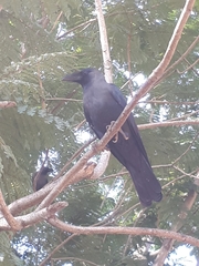 Corvus splendens