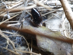 Loboptera