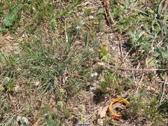 Bombycilaena discolor