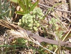 Lepidium hirtum