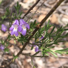 Prostanthera saxicola major